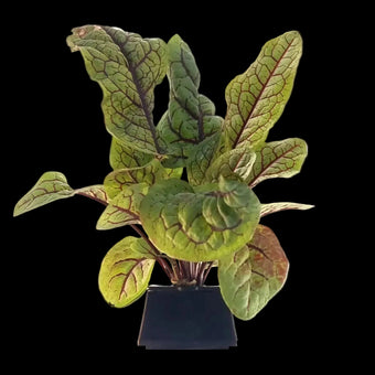 Plugs - Blutampfer - 12 Stk.