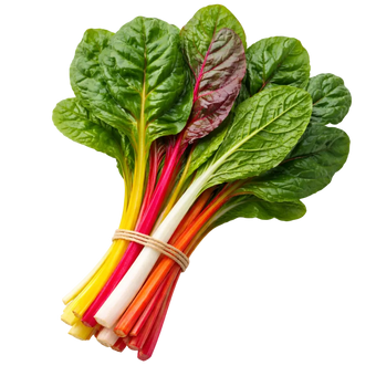 Plugs - Mangold - 12 Stk.