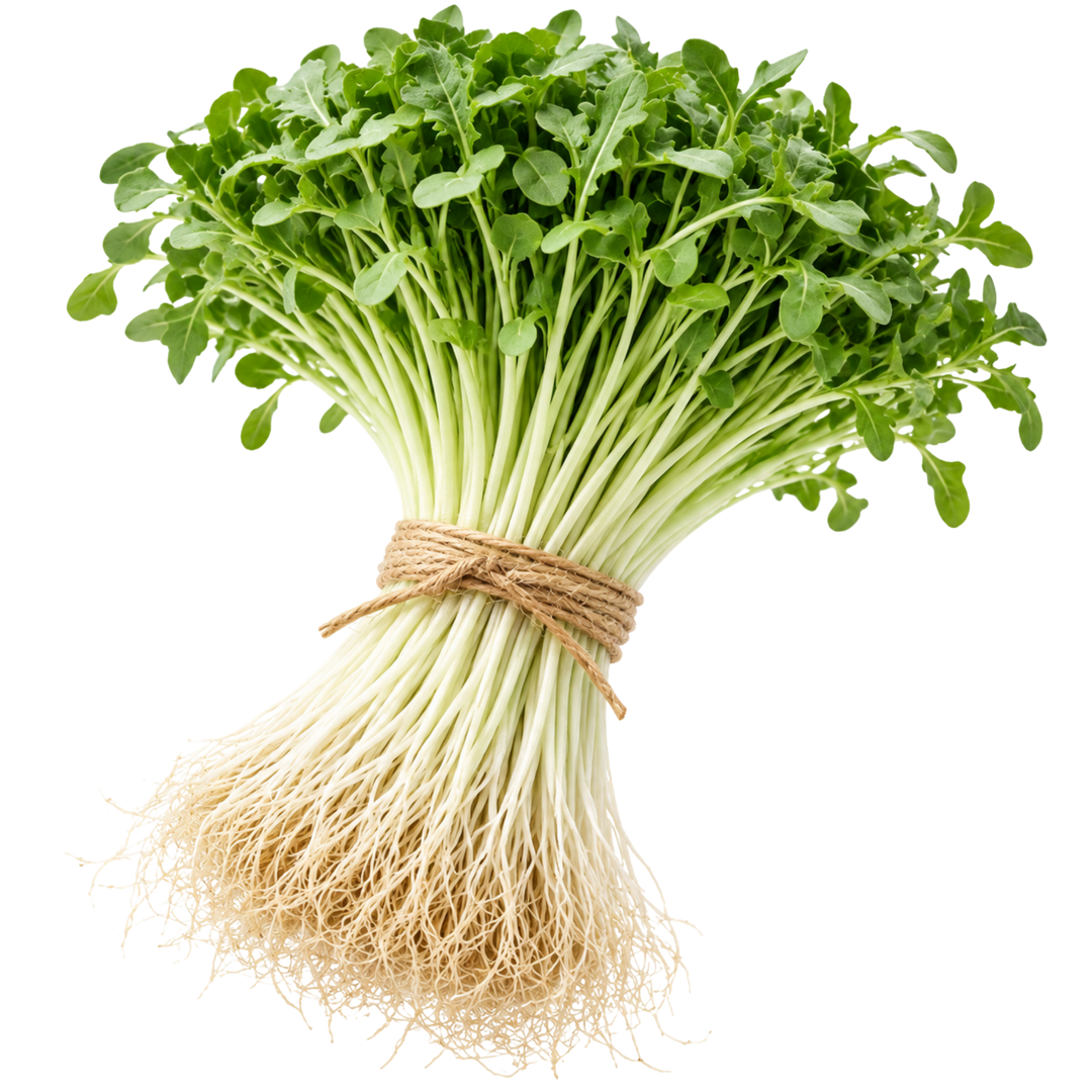 Microgreen Pads - Chicorée - Set 8 Stk. our greenery