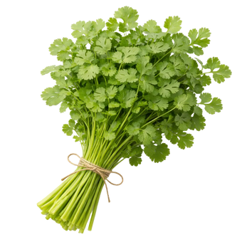 Plugs - Blattkoriander - 12 Stk.