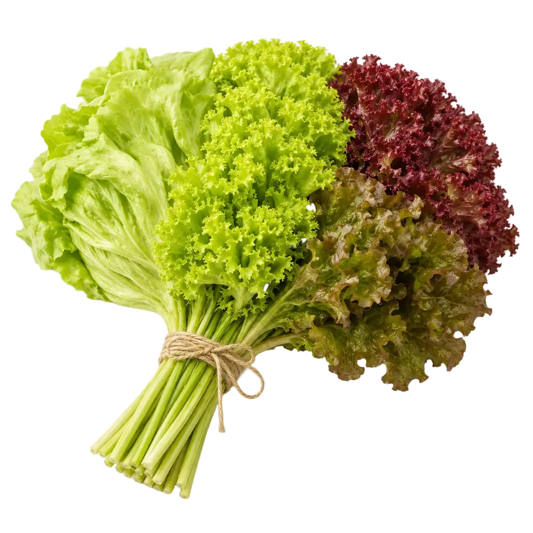 Plugs - Salat Basics - 4 x 12 Stk. our greenery