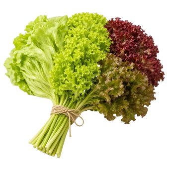 Plugs - Salat Basics - 4 x 12 Stk. our greenery