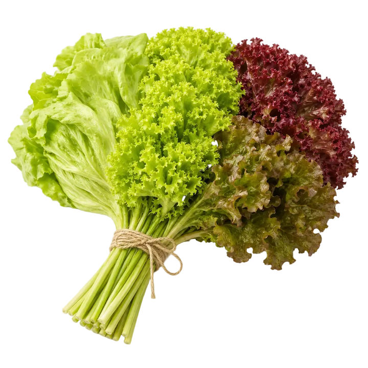 Plugs - Salat Basics - 4 x 12 Stk. our greenery