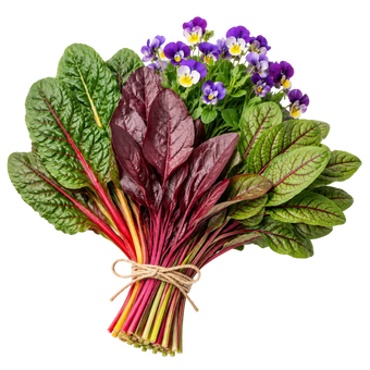 Frisch geernteter Strauß aus Mangold, Blutampfer, Rote-Beete-Blättern und 
Hornveilchen-Blüten, mit Jute-Garn gebunden, auf hellem Hintergrund.
