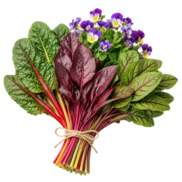 Frisch geernteter Strauß aus Mangold, Blutampfer, Rote-Beete-Blättern und 
Hornveilchen-Blüten, mit Jute-Garn gebunden, auf hellem Hintergrund.
