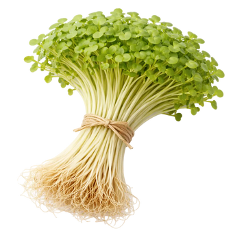 Microgreen Pads - Daikon - Set 8 Stk.