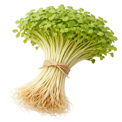 Ein Strauß Daikon-Mikrogreens aus dem Raumgarten