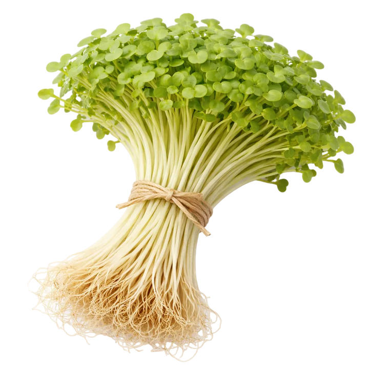 Ein Strauß Daikon-Mikrogreens aus dem Raumgarten
