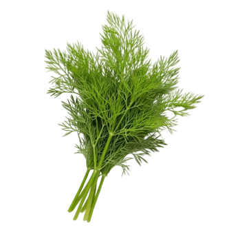 Plugs - Dill - 12 Stk.