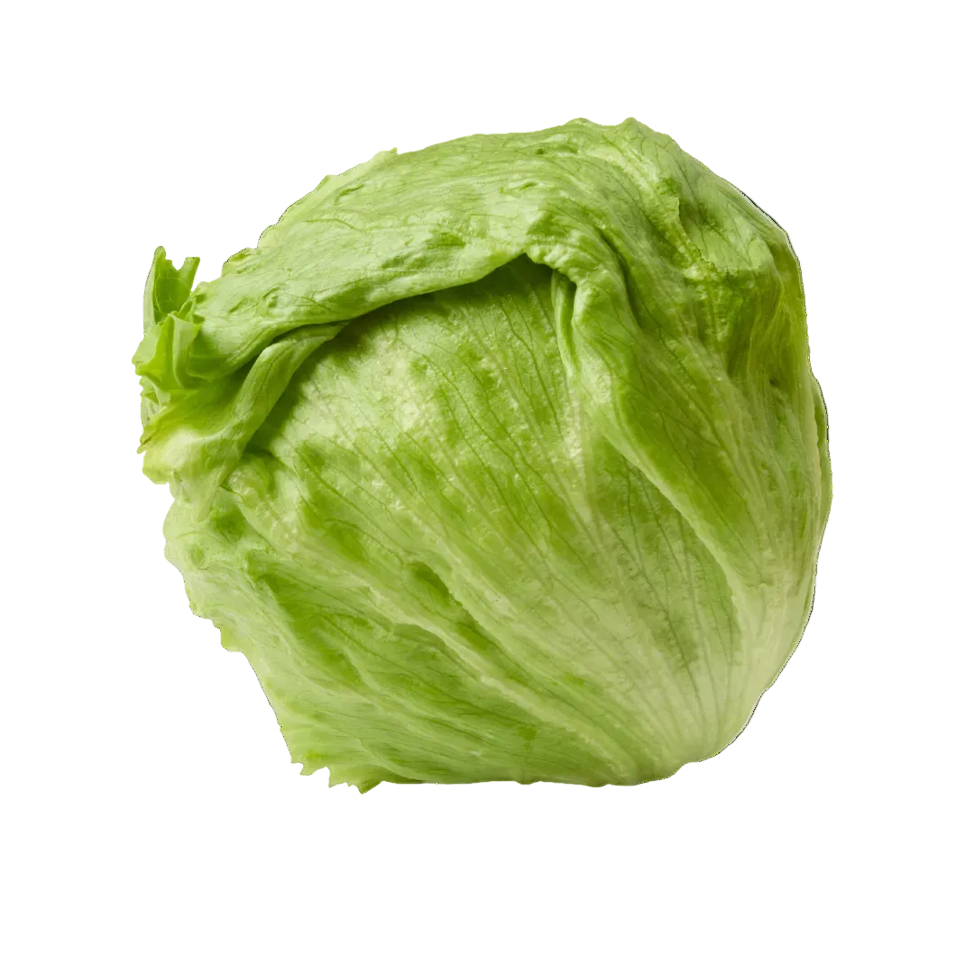 Plugs - Eisberg Salat - 12 Stk.