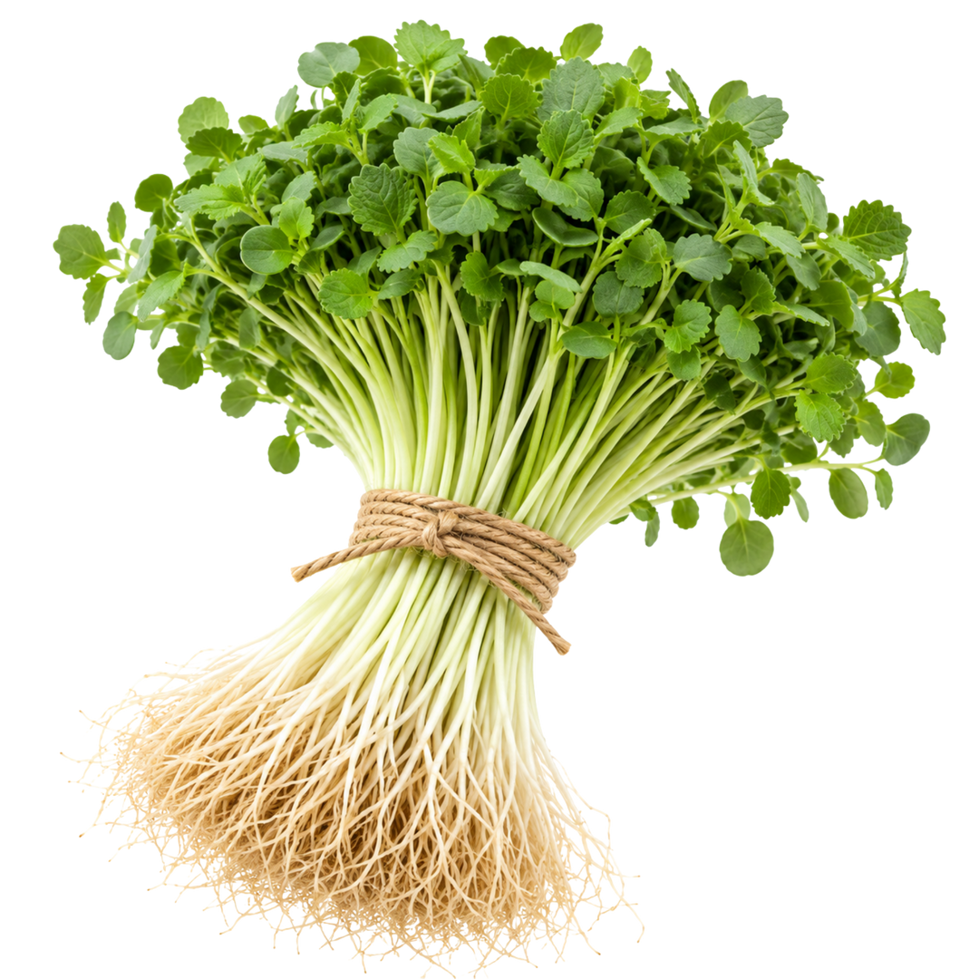 Microgreen Pads - Shiso - Set 8 Stk. our greenery