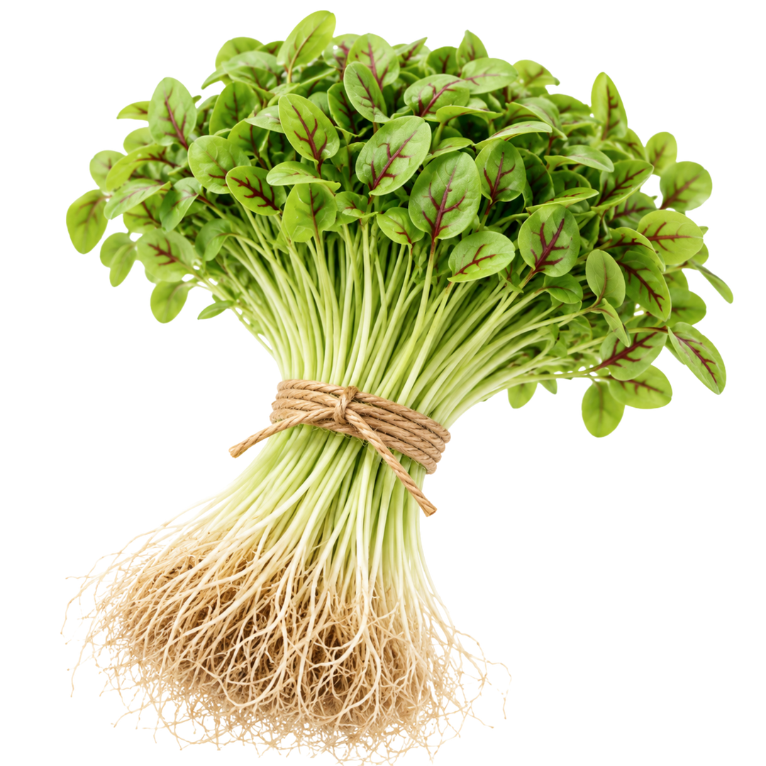Microgreen Pads - Sauerampfer - Set 8 Stk. our greenery