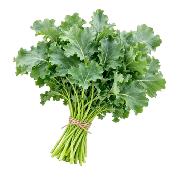 Plugs - Krauser Kohl - 12 Stk our greenery