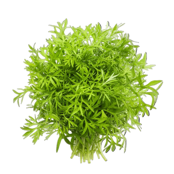 Plugs - Himalaya Koriander - 12 Stk.