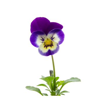 Plugs - Hornveilchen - 12 Stk.