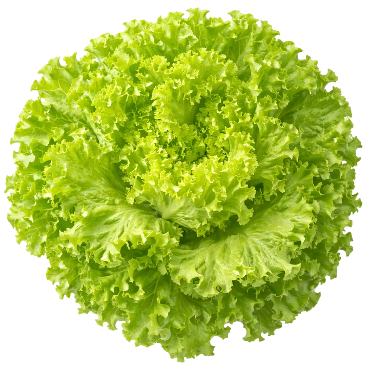 Plugs - Herbal Harmony Mix 4 x 12 pcs.