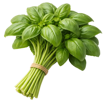 Plugs - Italienisches Basilikum - 12 Stk.