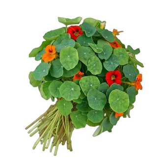 Ein Strauß Kapuzinerkresse aus dem Raumgarten