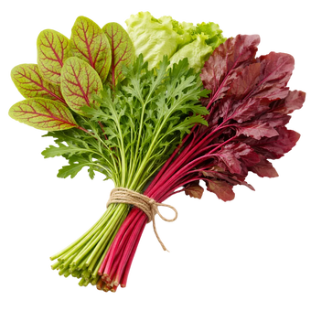 Plugs - Kräuter Harmonie Mix 4 x 12 Stk.