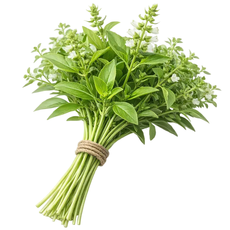 Plugs - Zitronenbasilikum - 12 Stk. our greenery