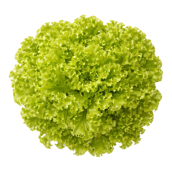 Plugs - Lollo Bionda - 12 Stk.