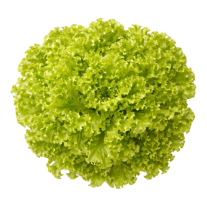 Plugs - World Travel Mix 4 x 12 pcs.