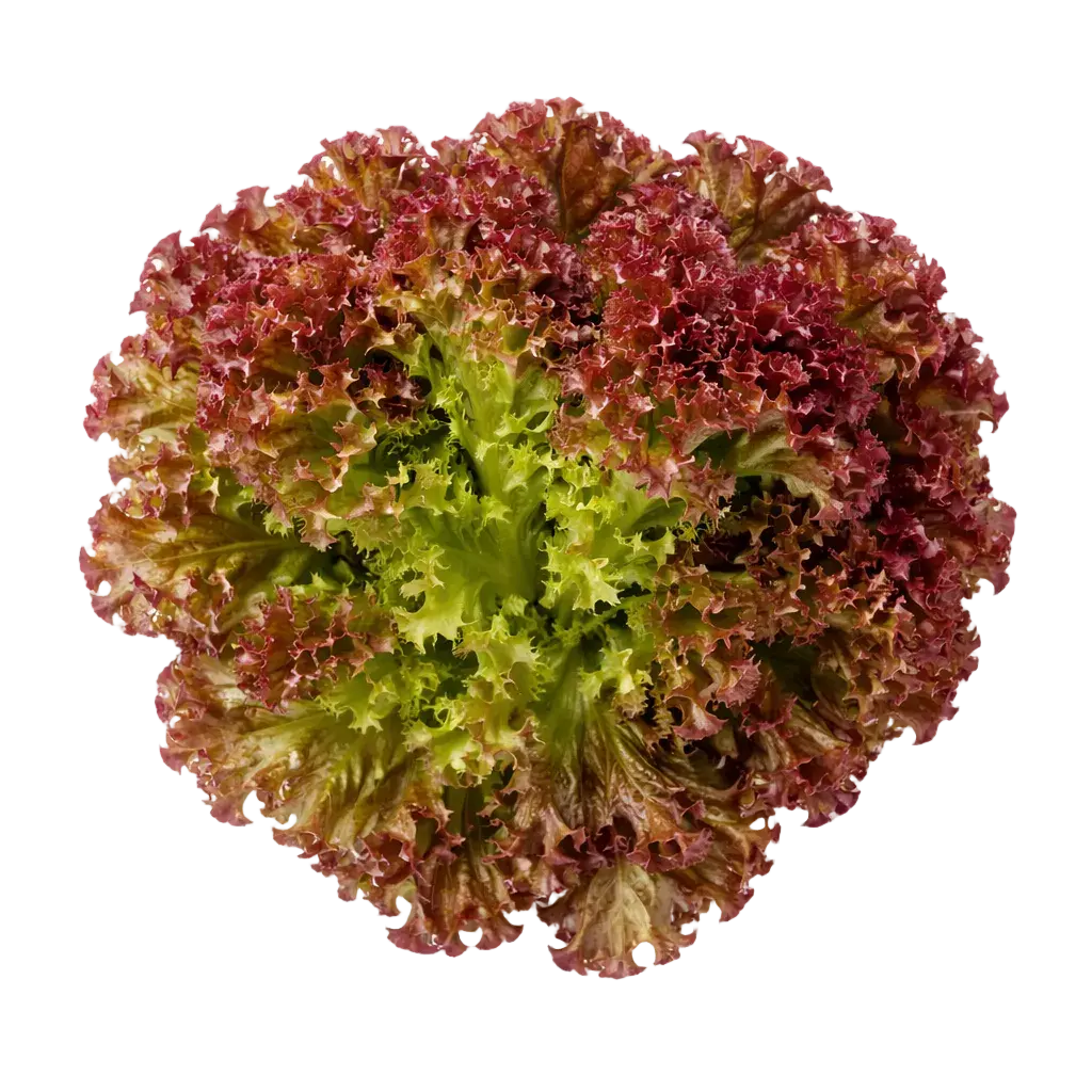 Red Lollo Plugs - Lollo Rosso - 12 pcs. – our greenery