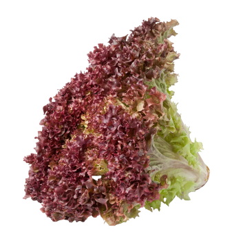 Plugs - Lollo Rosso - 12 Stk.