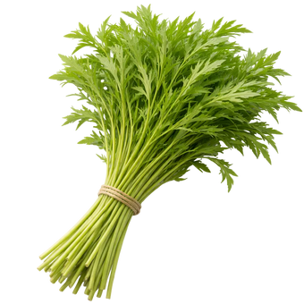 Plugs - Mizuna - 12 Stk.