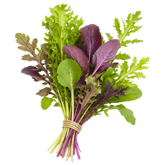 Plugs - Asiatischer Senfmix - 12 Stk.