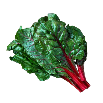 Plugs - Mangold - 12 Stk.