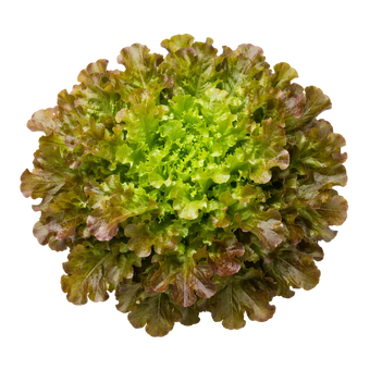 Plugs - Eichblatt Salat - 12 Stk.