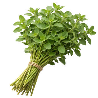 Plugs - Oregano - 12 Stk.