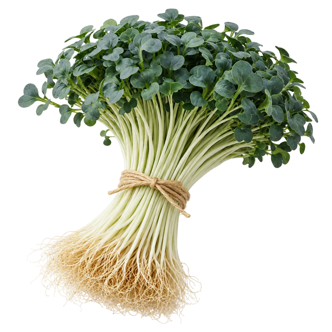 Microgreen Pads - Palmkohl - Set 8 Stk. our greenery