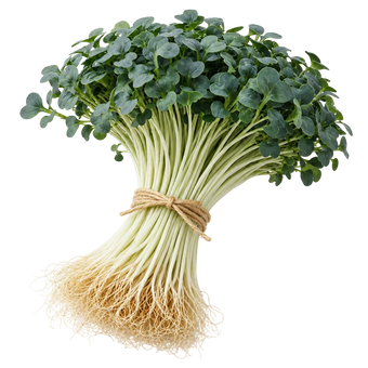 Microgreen Pads - Palmkohl - Set 8 Stk. our greenery