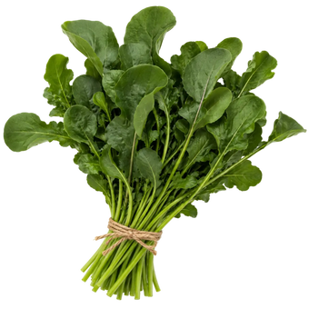 Plugs - Pesto Rucola - 12 Stk.