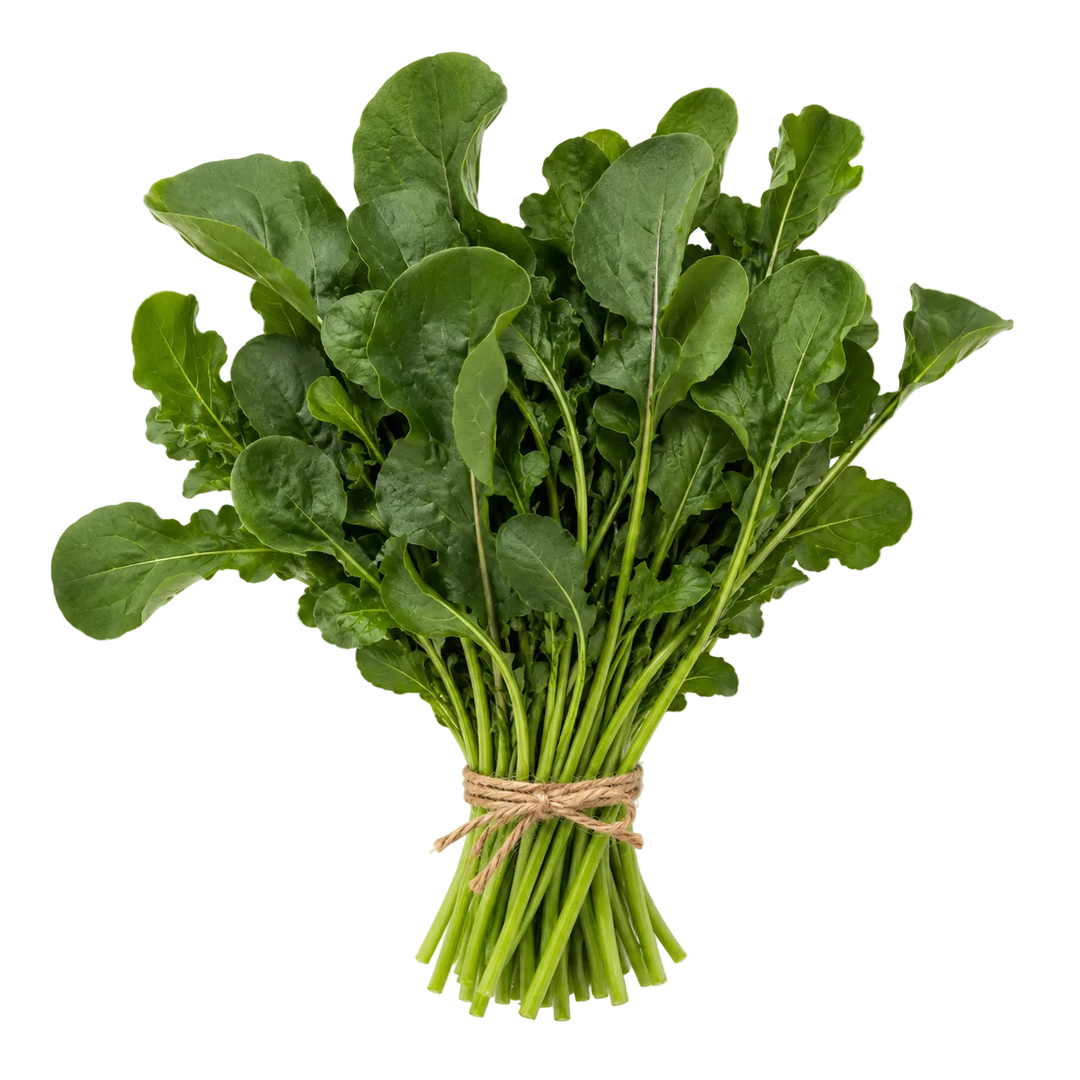 Plugs - Pesto Rucola - 12 Stk. our greenery