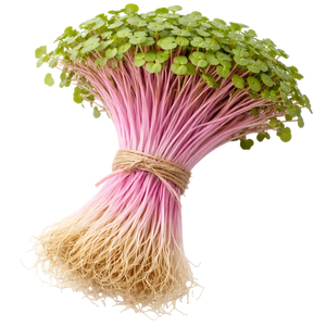 Microgreen Pads - Radieschen rosa - Set 8 Stk.