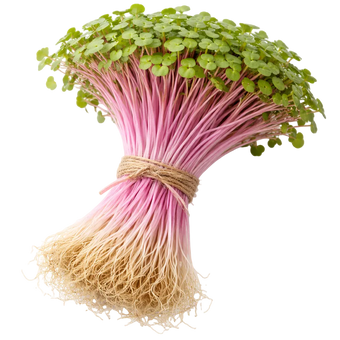 Microgreen Pads - Radieschen rosa - Set 8 Stk.