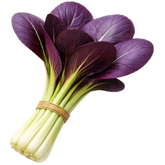 Plugs - Pak Choi (lila) - 12 Stk.