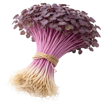 Microgreen Pads - Radieschen violett - Set 8 Stk. our greenery