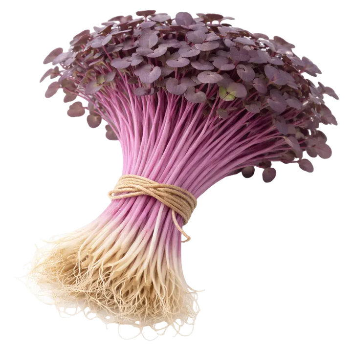 Microgreen Pads - Radieschen violett - Set 8 Stk. our greenery