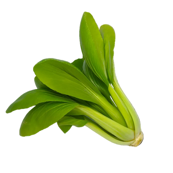 Plugs - Pak Choi - 12 Stk.