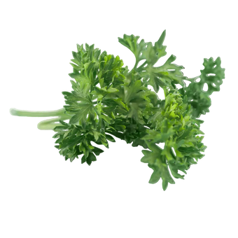 Plugs - Petersilie (glatt) - 12 Stk.