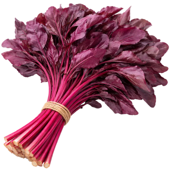 Plugs - Rote Bete - 12 Stk.