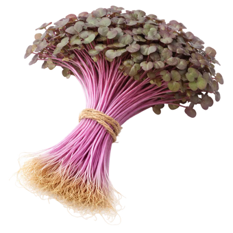 Microgreen Pads - Rotkohl - Set 8 Stk.