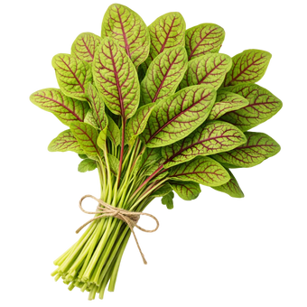 Plugs - Blutampfer - 12 Stk.