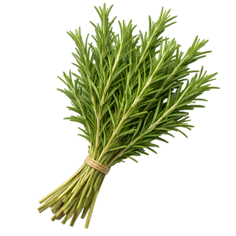 Plugs - Rosmarin - 12 Stk.