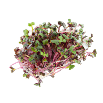 Microgreen Pads - Radieschen rosa - Set 8 Stk.