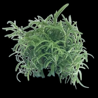 Plugs - Rosmarin - 12 Stk.